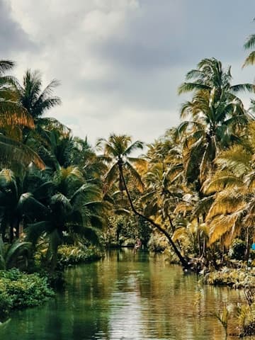 Tropical